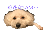 310499850