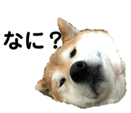 310558907