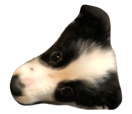 310883205