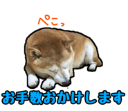 310982223