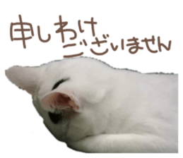 311087613