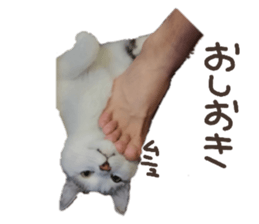 311087619