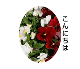 311394162