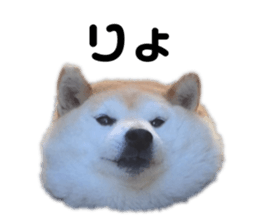 312886087