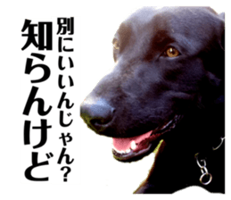 313337620