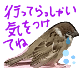 315531503