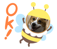 315627731