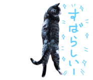 31636437