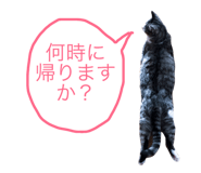 31636441