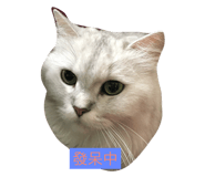 32005944