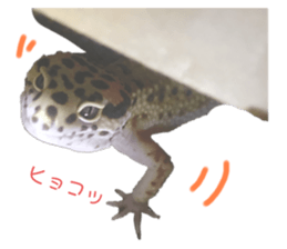 320299046