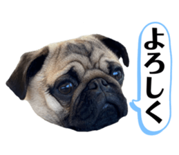 321201875