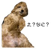 321236013