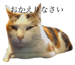 32153932
