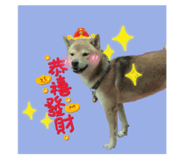 32155187