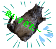 322066576