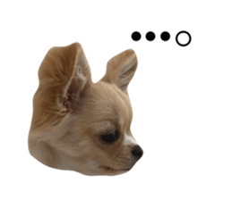 322139988