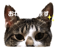 322371256