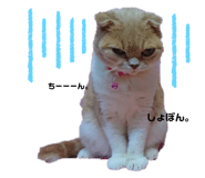 322371258