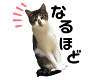 322371261