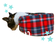 322371264