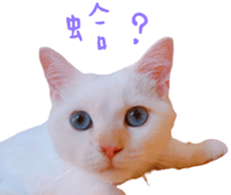 322539344