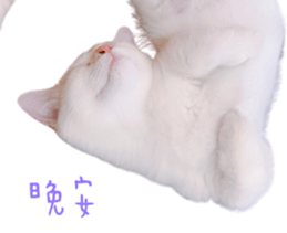 322539352