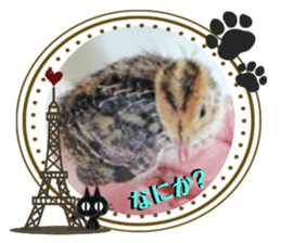 322681778