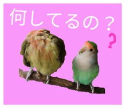 32288660