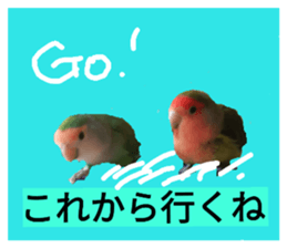32288687