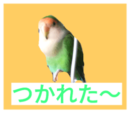 32288689