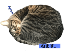 323078567