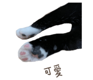 323105381