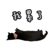 323105384