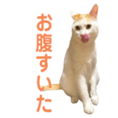 323435582