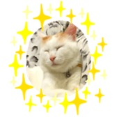 323435583