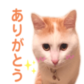 323435586