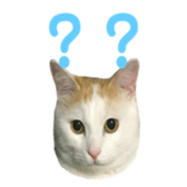 323435589