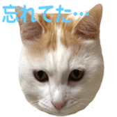 323435594