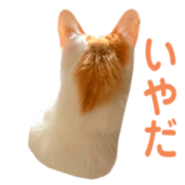 323435595