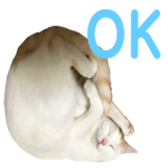323435597