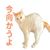 323435606