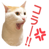 323435608