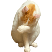 323435609