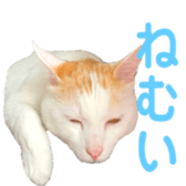 323435611