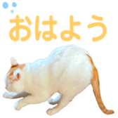 323435612