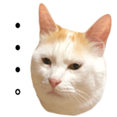 323435613