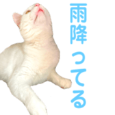 323435615