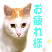323435619