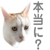 323435620